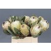 Protea Barbi Ice Queen