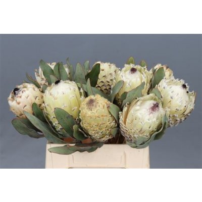 Protea Barbi Ice Queen