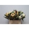 Protea Barbi Snow Queen