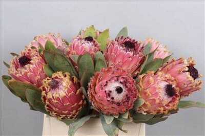 Protea Barbigera