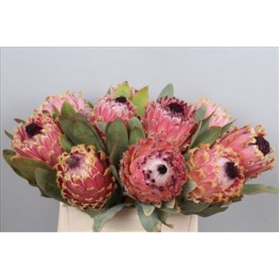 Protea Barbigera