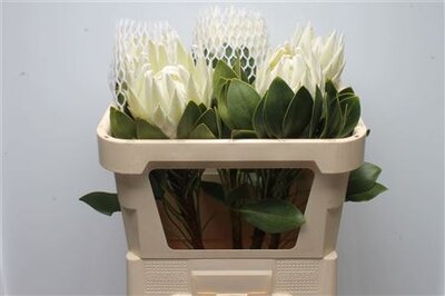 Protea Cyn Arctic Ice