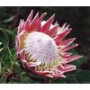 Protea Cyn King