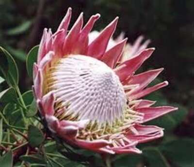 Protea Cyn King