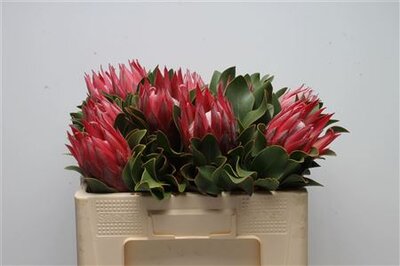 Protea Cyn Madiba