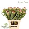 Protea Esmee