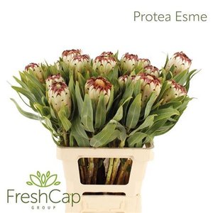 Protea Esmee