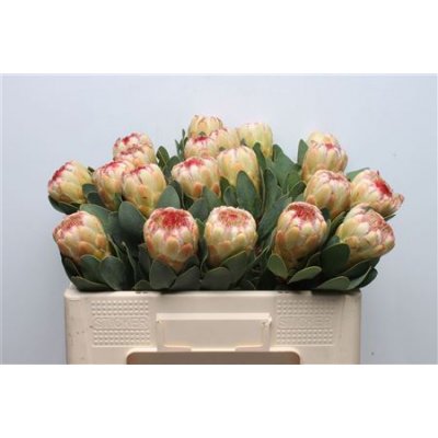 Protea Grandicolor