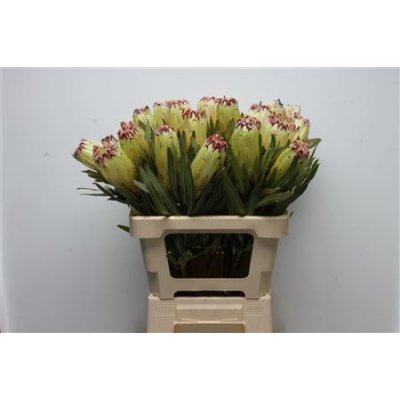 Protea Limelight