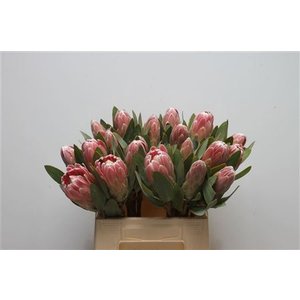 Protea Penny Pink