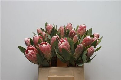 Protea Penny Pink