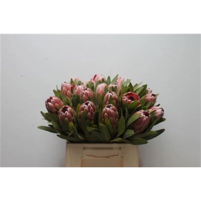 Protea Pink Ice