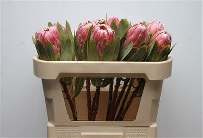 Protea Pink Lady