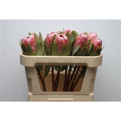 Protea Pink Lady