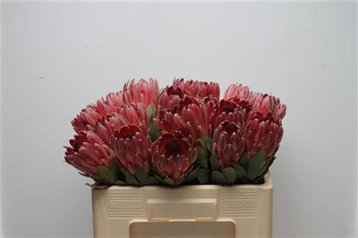 Protea Sharon