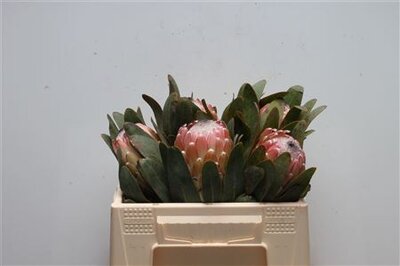 Protea Susara