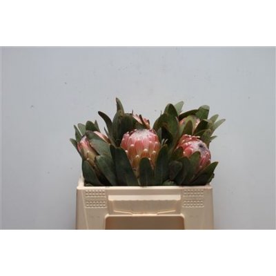 Protea Susara