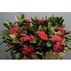 Protea Tel Waratah