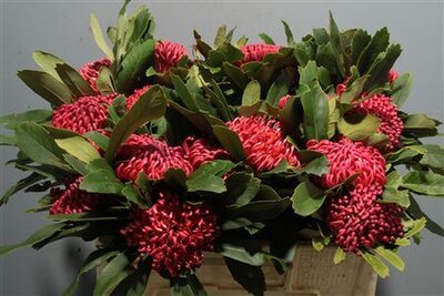 Protea Tel Waratah