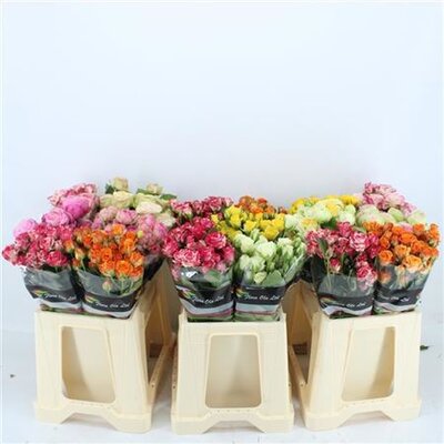 R Tr Mix In Fust Ex 50cm