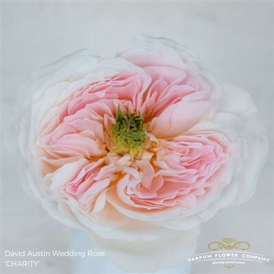 Rosa David Austin Charity