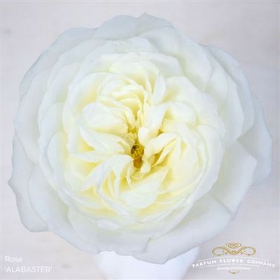 Rosa Garden Alabaster