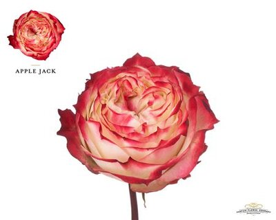 Rosa Garden Apple Jack