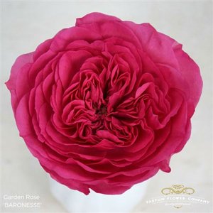 Rosa Garden Baronesse