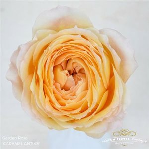 Rosa Garden Caramel Antike