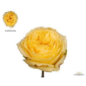 Rosa Garden Catalina