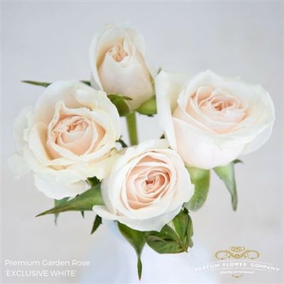 Rosa Garden Exclusive White Spray