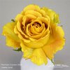 Rosa Garden Hearts Gold