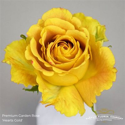 Rosa Garden Hearts Gold