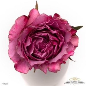 Rosa Garden Hirari