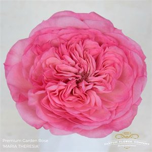 Rosa Garden Mariatheresia