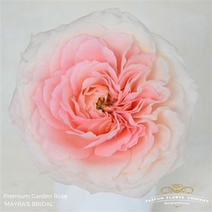 Rosa Garden Mayra 's Bridal