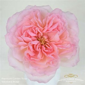 Rosa Garden Mayra's Rose
