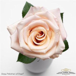 Rosa Garden Mother Of Pearl