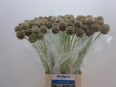 Scabiosa Stellat Zd