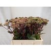 Sedum Matrona