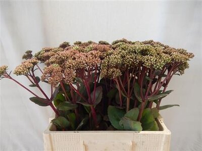 Sedum Matrona