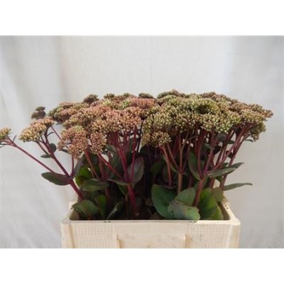 Sedum Matrona