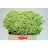 Sedum Spectabile Green