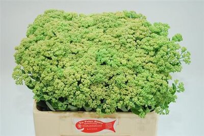 Sedum Spectabile Green