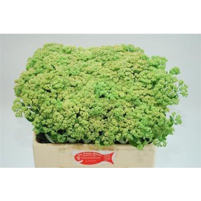 Sedum Spectabile Green