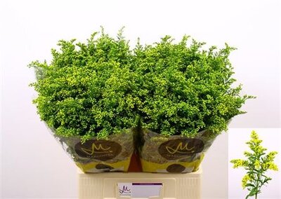 Solidago Carzan Glory 20gr