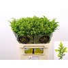 Solidago Carzan Glory 40 Gr