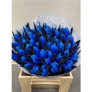 Tulp Dyed Blue