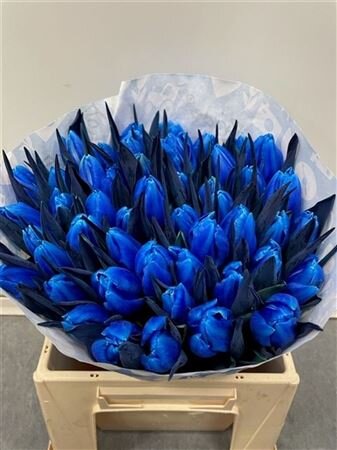 Tulp Dyed Blue Bay