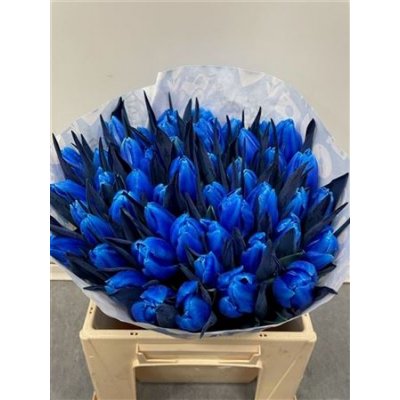 Tulp Dyed Blue Bay